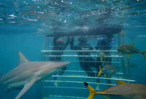 Shark-Cage-Dive3