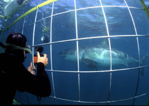 great-white-shark-cage-diving-5