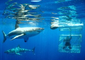 great-white-shark-cage-diving4
