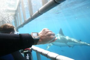 isla-guadalupe-great-white-shark-diving-day-4-29